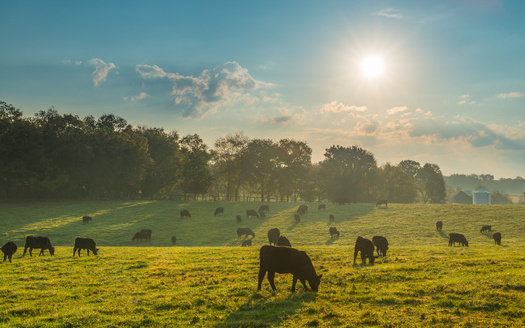 Country Natural Beef ranchers are in nine western states covering more than 6.5 million acres of land.  (Patrick Jennings/Adobe Stock)