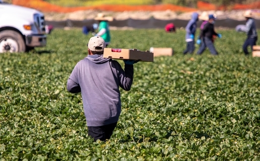 Statistics show more than 90,000 U.S. farmworkers contracted the COVID virus, and at least 100 died during the pandemic. (Adobe Stock)
