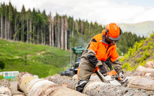 Some products to come under the purview of a new bill to create transparency with companies contracting with New York State include timber, pulp, paper, palm oil, soy and livestock. (Adobe Stock)