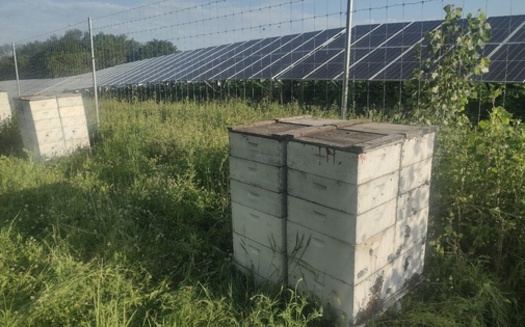 Beekeepers are positioning hives adjacent to fields planted in clover and grasses, which grow better in the shadow of solar panels than traditional row crops. (Photo courtesy Joel Fassbinder)