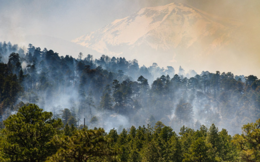 The Nature Conservancy says the most extensive study to date assessed regeneration of eight major tree conifer species after 334 wildfires across the West, using information from more than 10,000 field plots. (Adobe Stock)