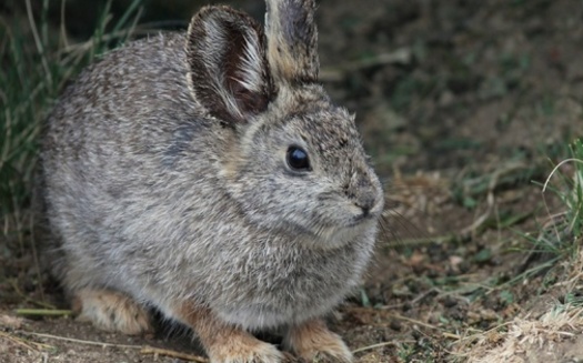 The pygmy rabbit was first proposed for listing under the Endangered Species Act in 1991 and then re-petitioned in 2003. (Adobe Stock)