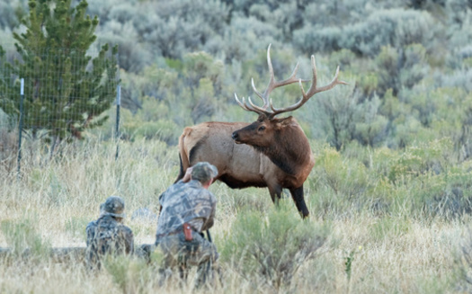 An increase in hunting has pushed some elk off public lands and onto private lands. (prochym/Adobe Stock)