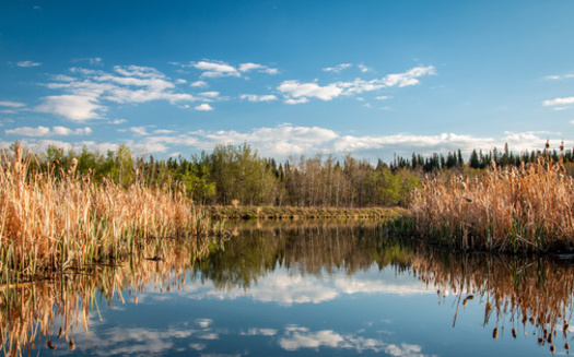 Wetlands are areas where water covers the soil, or is present at or near the surface of the soil, all year or for varying periods of time, including during the growing season, according to the U.S. Environmental Protection Agency. (Adobe Stock)