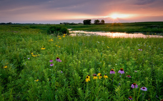 Wetlands are areas where water covers the soil, or is present at or near the surface of the soil all year or for varying periods of time, including during the growing season, according to the U.S. Environmental Protection Agency. (Adobe Stock)