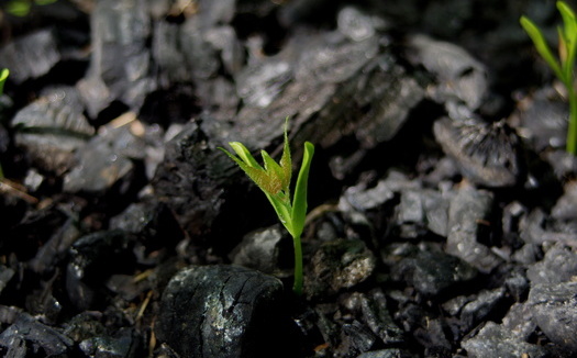 In 2020 alone, U.S. Bureau of Land Management field offices purchased nearly 1.5 million pounds of seed to use in areas affected by wildfires. (Julia/Adobe Stock)