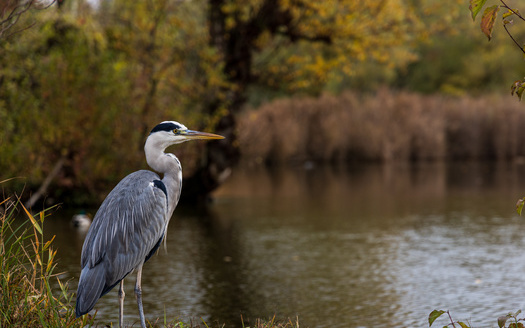 The Gila National Forest and Wilderness boasts more than 100 bird species including seasonal, year-round and migratory birds. (JuanCarlosGonzlez/AdobeStock)