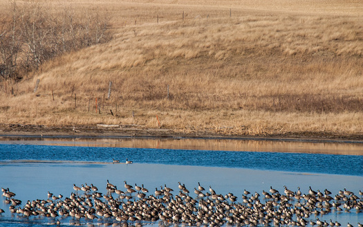 The Prairie Potholes region is considered some of the most important waterfowl habitat in North America. (DeVane/Adobe Stock)