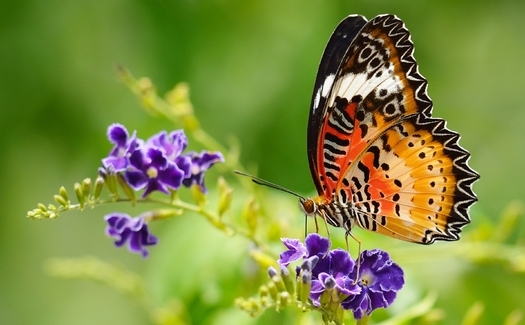 A project to reclaim empty and abandoned lots across Detroit has brought a host of native plants and animals to communities across the city. (amphiphan/Adobe Stock)