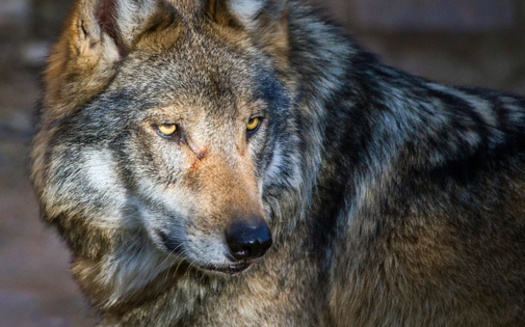 According to the U.S. Fish and Wildlife Service, the Mexican gray wolf is the rarest subspecies of gray wolf in North America. (Adobe Stock) 