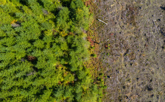 Forest fragmentation and the creation of new forest 