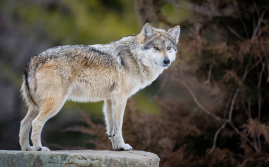 At least 59 Mexican gray wolf packs were documented in 2022; 40 in New Mexico and 19 in Arizona. A wolf pack is defined as two or more wolves that maintain an established home range. (Adobe Stock) 