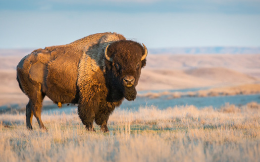 Going back generations, many Indigenous cultures developed strong ties with bison and relied upon them for sustenance, shelter, and cultural and religious practices. (Adobe Stock)