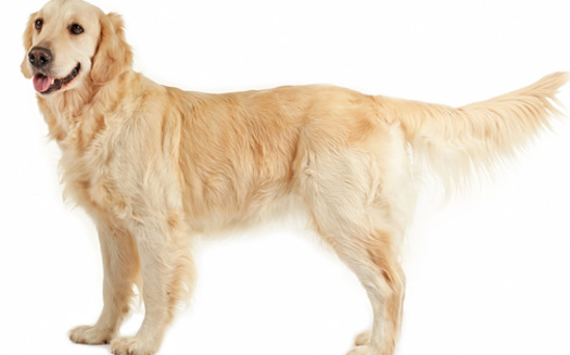 Trained service dogs are used in classrooms to support students facing emotional or learning difficulties. (Adobe stock)