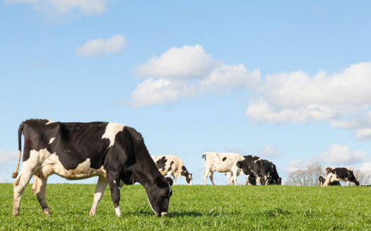 Beyond improving soil and farm animal health, agriculture researchers say managed grazing also provides good habitat for pollinators and wildlife. (Adobe Stock)