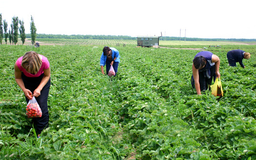According to USDA Economic Research Service, the number of U.S. agricultural workers on H-2A visas rose from under 50,000 in 2005 to more than 250,000 in 2021. Their average wage in 2021 was $13.00 an hour for just over 39 hours per week. (Photo credits: Alex/Adobe Stock)