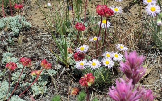 Idaho's unique habitats are under threat because native plant species aren't adapted for the frequent, intense wildfires becoming common in the state. (BLM)