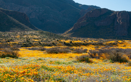 The Castner Range contains cultural sites that document the history of Native tribes, while also providing habitat for wildlife such as the golden eagle, mountain lions and the western burrowing owl. (Dale/AdobeStock)