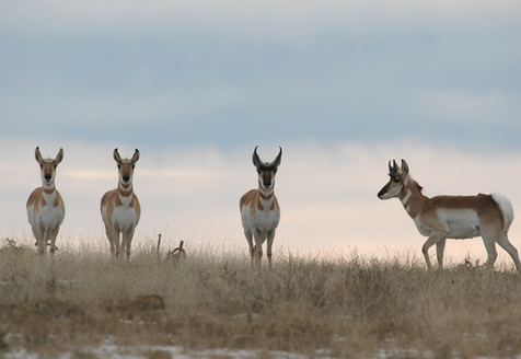 New Mexico's newly created permanent conservation fund is modeled after a trust established by the Wyoming Legislature in 2005. (RustyDodson/Adobe Stock)