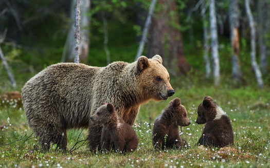 The current rate of species going extinct is estimated to be 100 to 1,000 times higher than natural background extinction rates, and is accelerating because of human activity including unsustainable use of land, water and energy use, and climate change. (Lucaar/Adobe Stock)