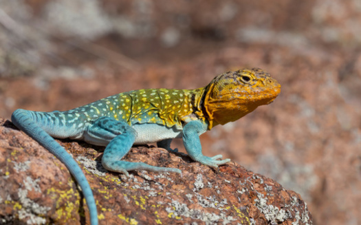 More than 1,600 U.S. species are already listed under the federal Endangered Species Act, including 37 species in Arkansas. (David McGowen/AdobeStock)