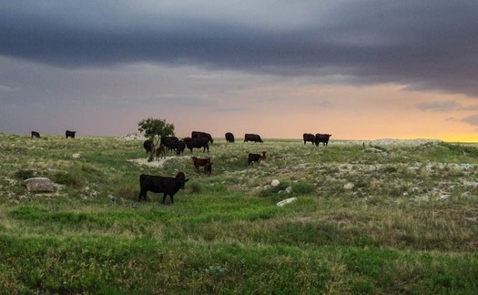In the spring of 2022, the May family ranch five miles east of Lamar faced a devastating wildfire that threatened livestock and wildlife on lands preserved through conservation easement with Colorado Cattlemens Agricultural Land Trust in 2015. (Dallas and Brenda May)