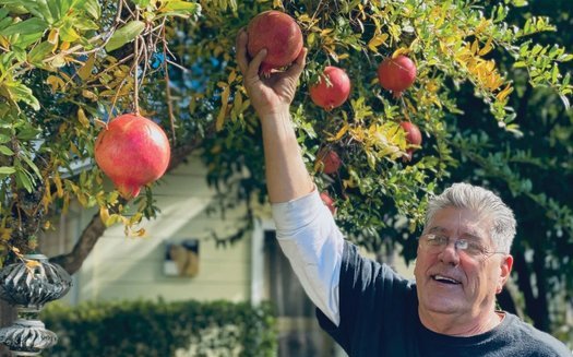 Healdsburg resident Brad Simmons relies on the city's supply of free recycled wastewater to keep his small orchard of fruit trees verdant. (Naoki Nitta)
