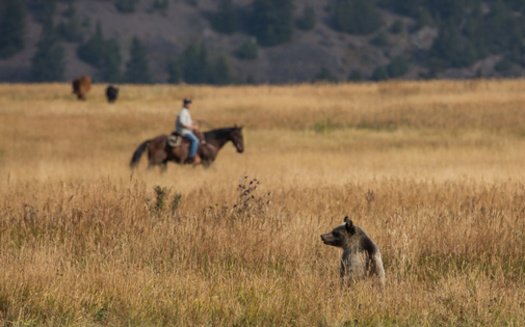 A bill in the Montana Legislature would give livestock owners leeway to determine when a grizzly bear is considered a threat. (Ben/Adobe Stock)
