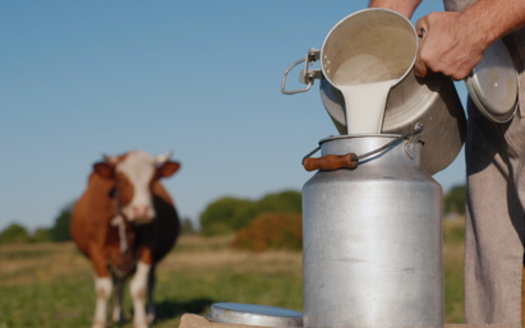 In the Keystone State, 474,000 cows produce more than 10 billion pounds of milk annually. (Adobe Stock)