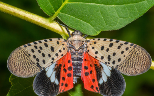 The Spotted lanternfly is native to China and was first spotted in Pennsylvania in September 2014. They are invasive and can be spread long distances by people who move infested material or items containing egg masses. (ondreicka/Adobe Stock)<br />