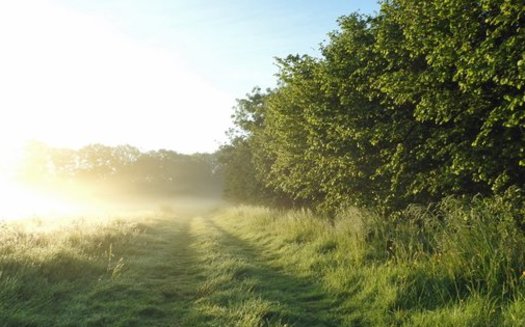 Hedgerows are straightforward strips of shrubs or trees roughly 15 feet wide, and they highlight nature's complex work. (Sierra Orchards)