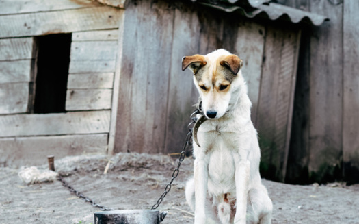 Animal protection groups say warning signs of pet maltreatment can include dogs or cats left in yards chained up, looking dirty and in need of food and water. (Adobe Stock)