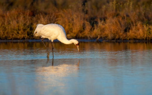 The Whooping Crane -- the tallest bird in North America -- is known to make stopovers on the Platte River in Nebraska.  Conservation efforts have increased the Whooping Crane population from a low of about 20 birds in the 1940s to an estimated 600 today. (Adobe Stock)
