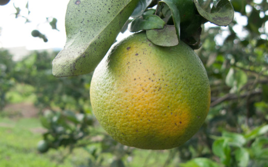 Plants and plant material can spread the citrus greening disease infection even if no psyllids are visible, according to the state. (Ellen/Adobe Stock)<br />