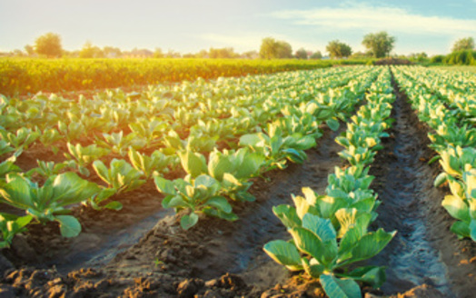 Farmland makes up about 8.3 million acres in North Carolina, and agriculture employs one in six people in the state. (Andrii Yalanskyi/Adobe Stock)