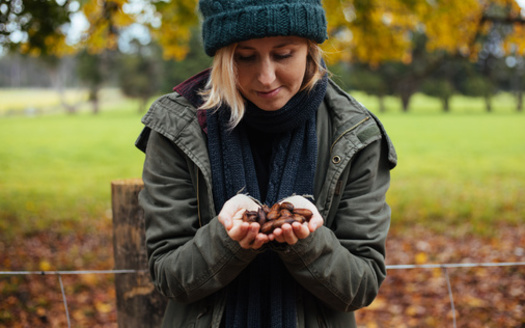 New Mexico, one of 14 U.S. states that grows pecans, is the second-largest world producer of the hickory tree nut. (AmandaHarris/Adobe Stock)