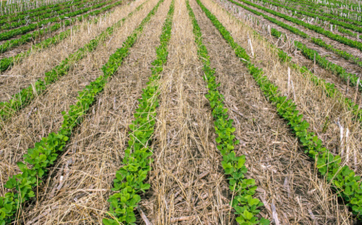 Among many benefits, cover crops remove carbon dioxide from the atmosphere and help make soil more resilient to a changing climate. (Adobe Stock)