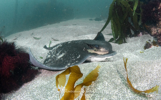 The bat ray is one of the species often caught, killed and thrown overboard as bycatch by fishing crews using gillnets. (Jami Feldman/Underwater Paparazzi)