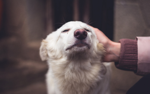 Advocates for homeless pets say the best place for these animals is in a home with loving owners. (eight8/Adobe Stock)