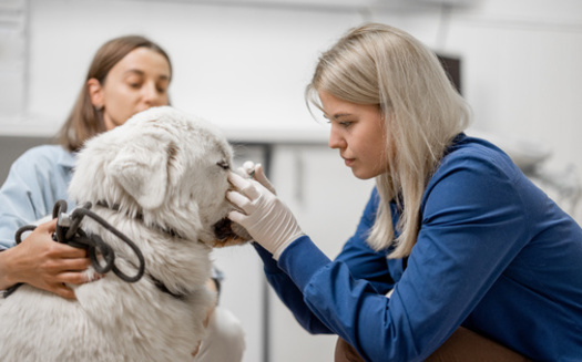 A tick must be attached for 36 to 48 hours to transmit the Lyme bacteria. (Adobe Stock)