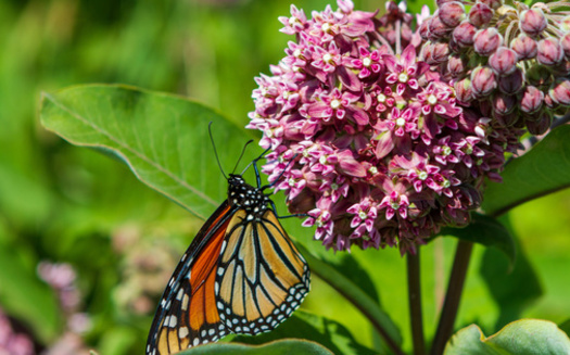 Eleven species of native milkweed (Asclepias) can be found in Pennsylvania. (Paul/AdobeStock)
