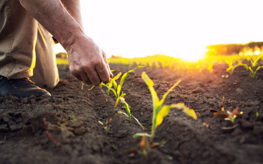 The Federal Crop Insurance Corporation promotes the economic stability of agriculture through a sound system of crop insurance and providing the means for the research and experience helpful in devising and establishing such insurance, according to the U.S. Department of Agriculture. (Adobe Stock)