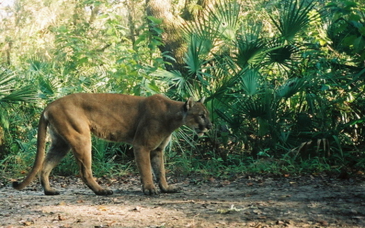 Florida panthers are the larger of Florida's two native cat species, the other being bobcats. Panthers are listed as endangered under the federal Endangered Species Act. (U.S. Fish and Wildlife Service/Wikimedia Commons)