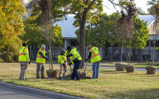 Urban forestry crews across the United States are choosing hardier tree species more likely to withstand stressors linked to climate change. (Cokko Swain/American Forests)