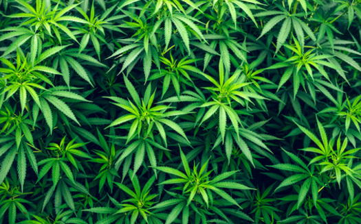 In 2021, more than 9,700 people in Georgia were arrested for possession of marijuana. (Iarygin Andrii/Adobe Stock)
