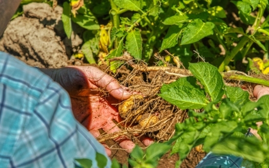 Potato farming practices have not changed much in many decades. (John Finnell)