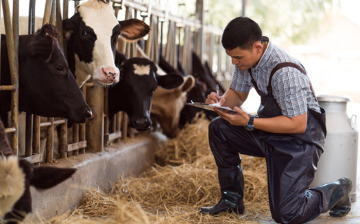 Since 1939, Maine has celebrated June as Maine Dairy Month. The event currently honors the 176 dairy farmers caring for 700,000 acres of critical farmland across the state. (Adobe Stock)