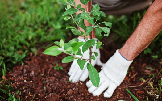 Planting trees, updating streetlights to LED bulbs and installing 