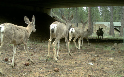 A passage under U.S. Highway 97 south of Bend is one of Oregon's five completed wildlife crossings. (Oregon Department of Fish and Wildlife)