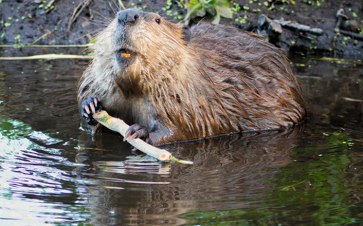New Mexico's 482,000 acres of wetlands are aided by the beaver, a keystone species, in creating new habitat that can support a myriad of birds and amphibians. (dfikar/Adobestock)